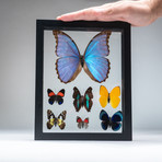 7 Genuine Butterflies + Black Display Frame