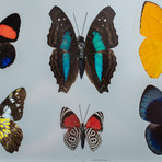 7 Genuine Butterflies + Black Display Frame