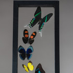 9 Genuine Butterflies + Black Display Frame