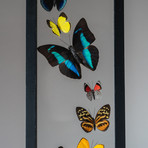 9 Genuine Butterflies + Black Display Frame