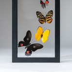 9 Genuine Butterflies + Black Display Frame