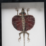 Genuine Draco Species Lizard // The Flying Lizard + Display Frame