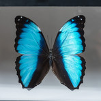 Genuine Morpho Deidamia + Display Frame