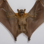 Genuine Cynopterus Species // Giant Fruit Bat + Display Frame