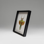 Genuine Paracyphocrania Major + Display Frame