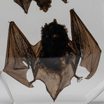 2 Genuine Bats in Lucite