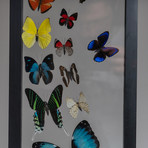 24 Genuine Butterflies + Black Display Frame