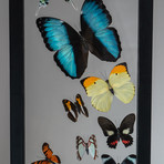 24 Genuine Butterflies + Black Display Frame