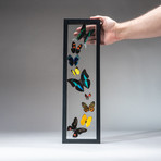 9 Genuine Butterflies + Black Display Frame