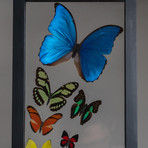 24 Genuine Butterflies + Black Display Frame