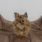 Genuine Hipposideros Bicolor // The Roundleaf Bat + Display Frame