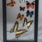 24 Genuine Butterflies + Black Display Frame