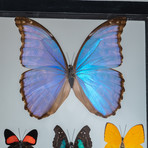 7 Genuine Butterflies + Black Display Frame