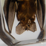 Genuine Hanging Bat in Lucite // Large