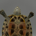 Genuine Turtle in Lucite