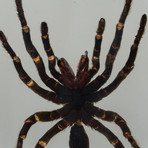 Genuine Tarantula in Lucite // Large