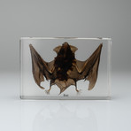 Genuine Bat in Lucite // Large