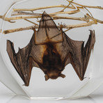 Genuine Medium Hanging Bat + Twigs in Lucite