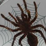 Genuine Tarantula on Web in Lucite