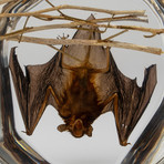 Genuine Medium Hanging Bat + Twigs in Lucite