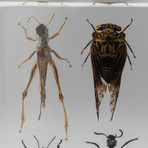 12 Genuine Bugs in Lucite