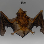 Genuine Bat in Lucite // Small