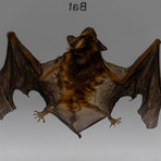 Genuine Bat in Lucite // Small