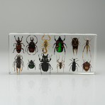 12 Genuine Bugs in Lucite