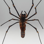 Genuine Golden Orb Spider in Lucite