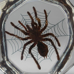 Genuine Tarantula on Web in Lucite