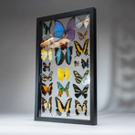 22 Genuine Butterflies + Black Display Frame