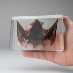 Genuine Bat in Lucite // Large