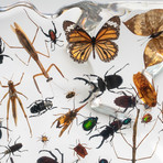 100 Genuine Bugs in Lucite