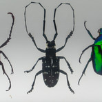 4 Genuine Beetles in Lucite // Antler + Long-Horned + Green Chafer + Stag