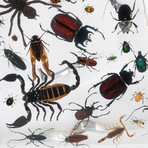 100 Genuine Bugs in Lucite