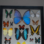 22 Genuine Butterflies + Black Display Frame