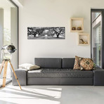 Brick Path Through Alley Of Oak Trees, Louisiana, New Orleans, USA (Black And White) II // Panoramic Images (60"W x 20"H x 0.75"D)