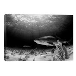 Dark Tiger // Ken Kiefer