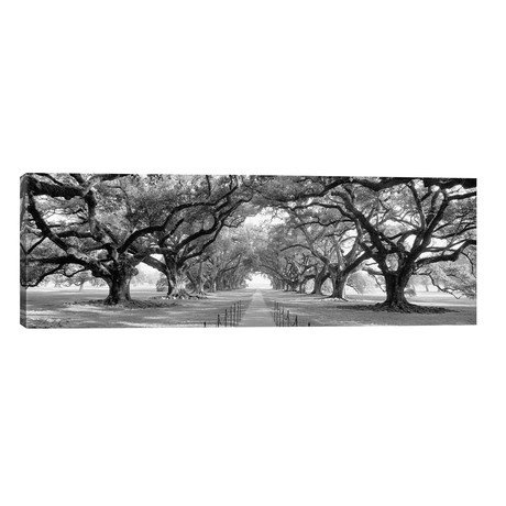 Brick Path Through Alley Of Oak Trees, Louisiana, New Orleans, USA (Black And White) II // Panoramic Images (60"W x 20"H x 0.75"D)