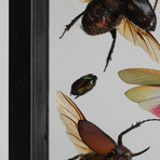 11 Genuine Bugs in Display Frame