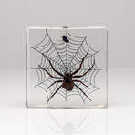 Genuine Spider + Fly in Lucite