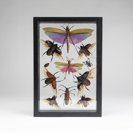 11 Genuine Bugs in Display Frame