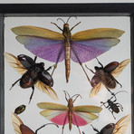 11 Genuine Bugs in Display Frame