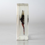 Genuine Dragonfly in Lucite