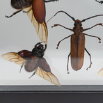 11 Genuine Bugs in Display Frame