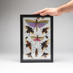 11 Genuine Bugs in Display Frame