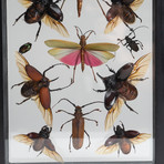 11 Genuine Bugs in Display Frame