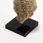 Indus Valley Head of Buddha // 4th - 5th Century AD