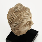 Indus Valley Head of Buddha // 4th - 5th Century AD