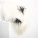 Icelandic Sheepskin // Natural White + Dyed Spotted